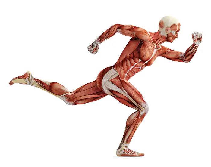 Muskeln, Faszien und Nerven durchziehen den Körper und bewegen ihn.